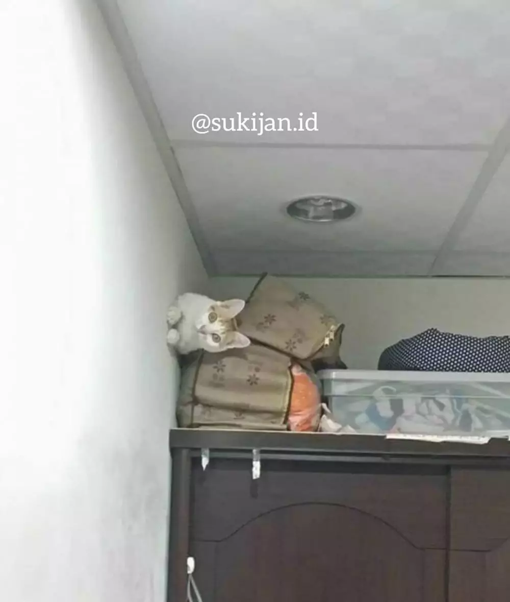 potret lucu kucing ngagetin © 2021 instagram.com potret lucu kucing ngagetin © 2021 instagram.com