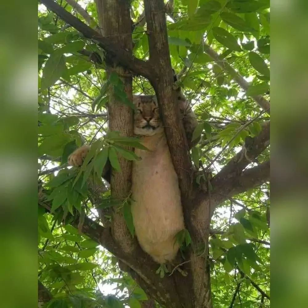 potret lucu kucing ngagetin © 2021 instagram.com potret lucu kucing ngagetin © 2021 instagram.com