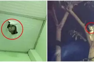 11 Potret lucu kucing di tempat nggak biasa, penampakannya ngagetin