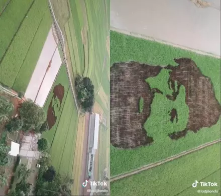 lukisan wajah di sawah © 2021 brilio.net  lukisan wajah di sawah © 2021 brilio.net