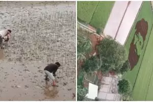 Pria ini lukis wajahnya pakai padi di sawah hasilnya bikin takjub