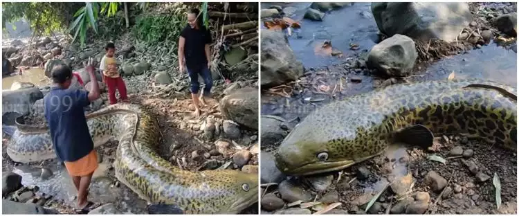 Heboh warga temukan ikan sidat raksasa, endingnya bikin tepuk jidat