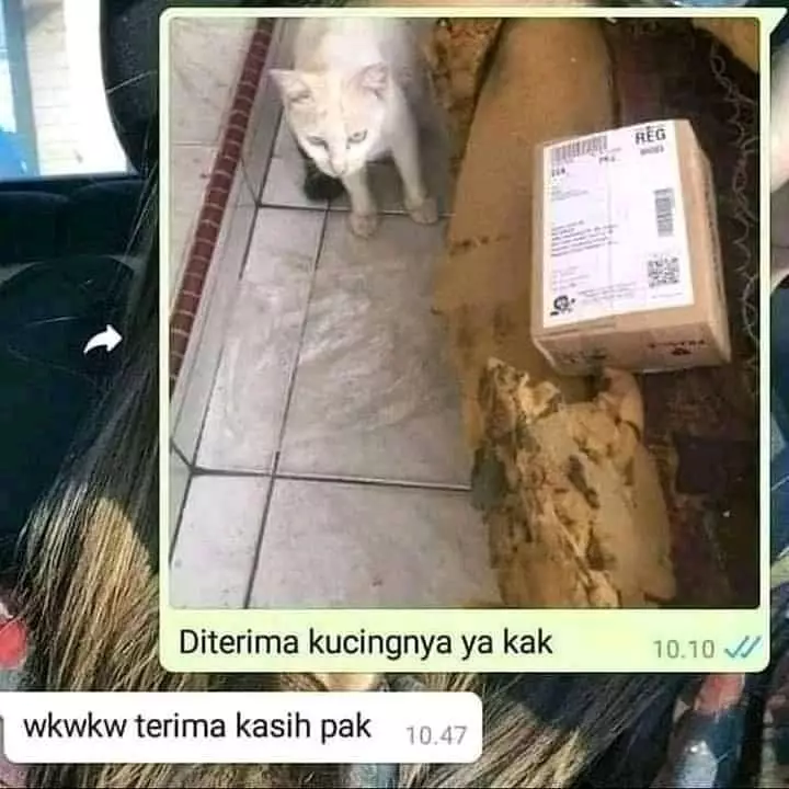 kucing jadi penerima paket lucu © 2021 berbagai sumber
