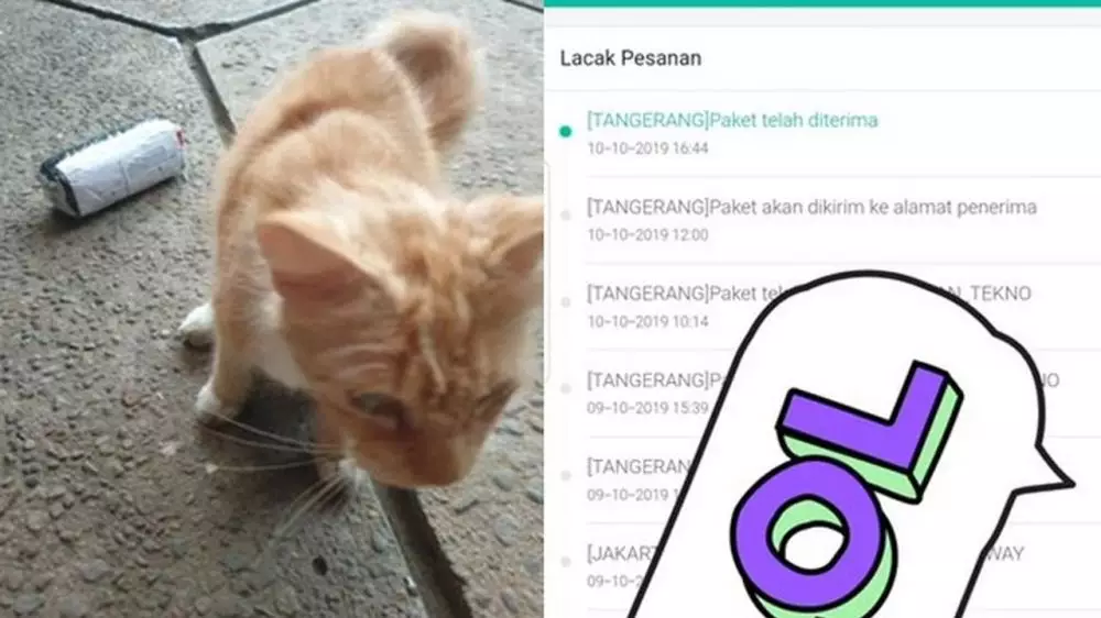 kucing jadi penerima paket lucu © 2021 berbagai sumber
