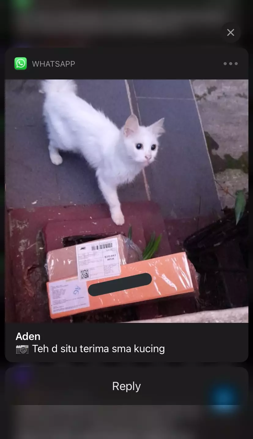 kucing jadi penerima paket lucu © 2021 berbagai sumber