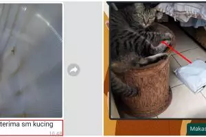 13 Momen lucu kucing menerima paket ini absurdnya bikin cekikikan