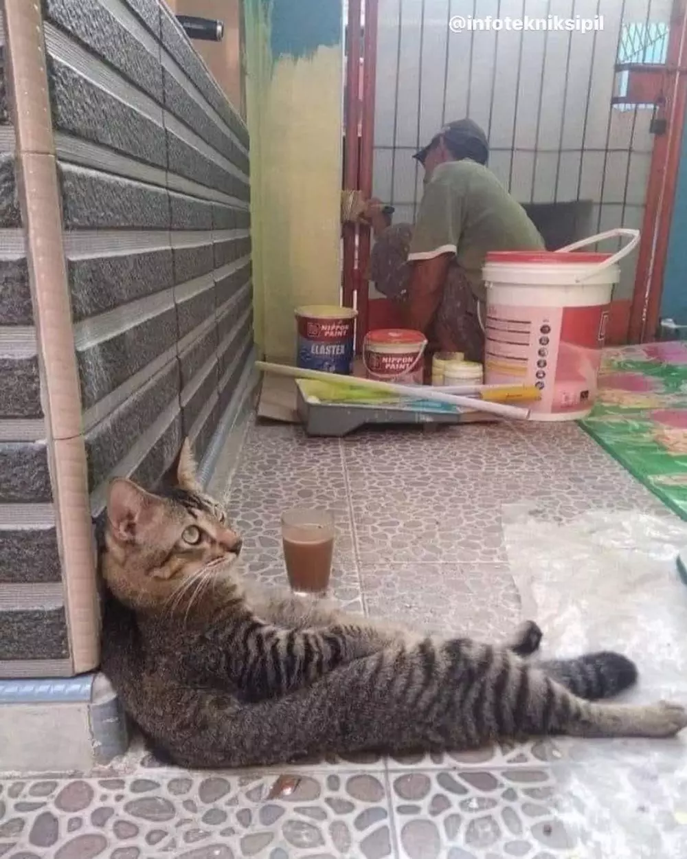 kucing dikasih kerjaan berat lucu abis © 2021 instagram.com kucing dikasih kerjaan berat lucu abis © 2021 instagram.com