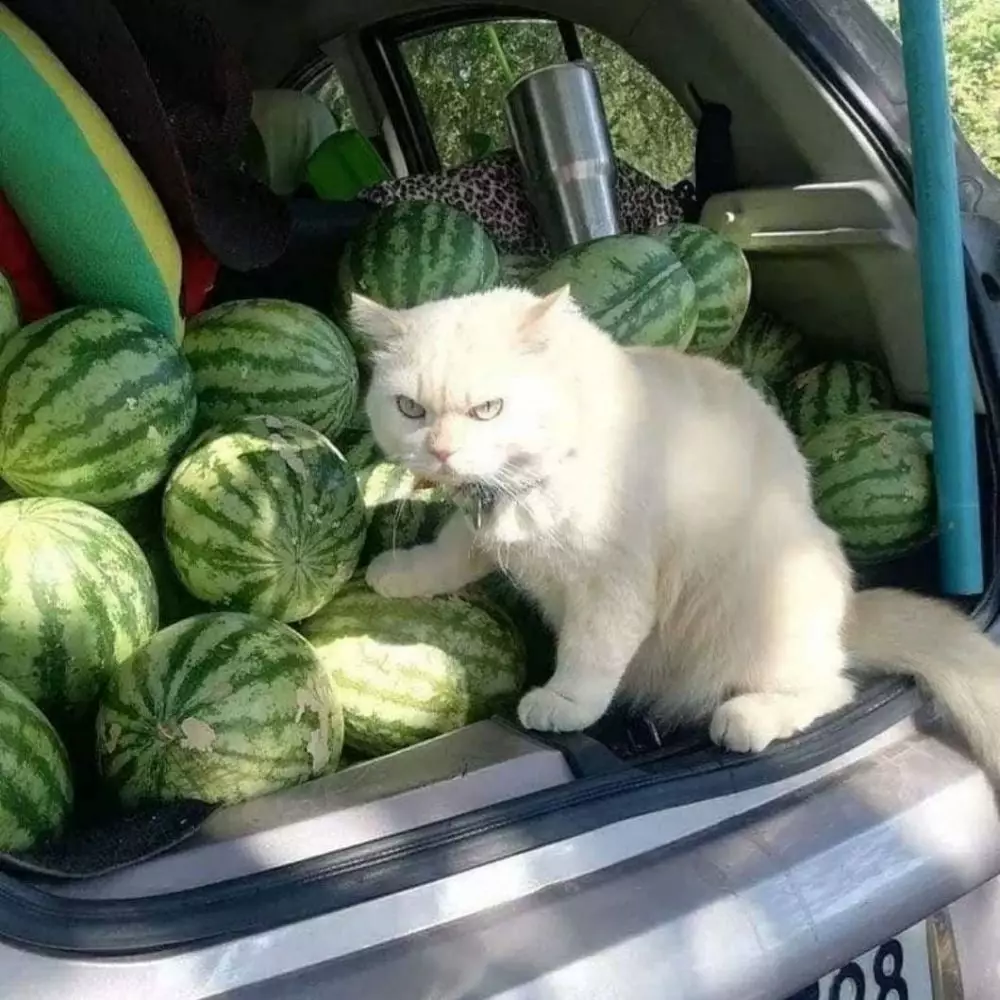 kucing dikasih kerjaan berat lucu abis © 2021 instagram.com kucing dikasih kerjaan berat lucu abis © 2021 instagram.com