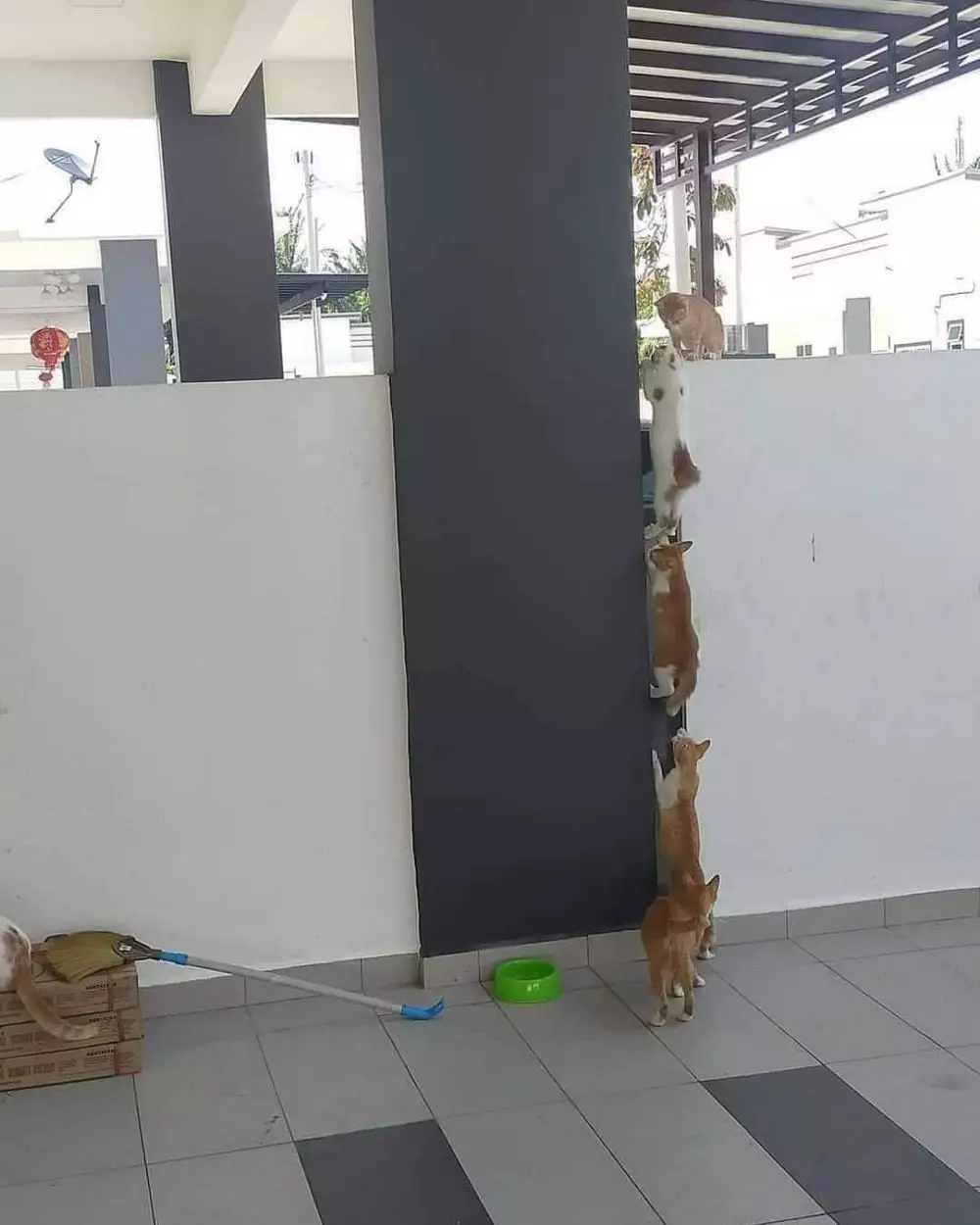 kucing dikasih kerjaan berat lucu abis © 2021 instagram.com kucing dikasih kerjaan berat lucu abis © 2021 instagram.com