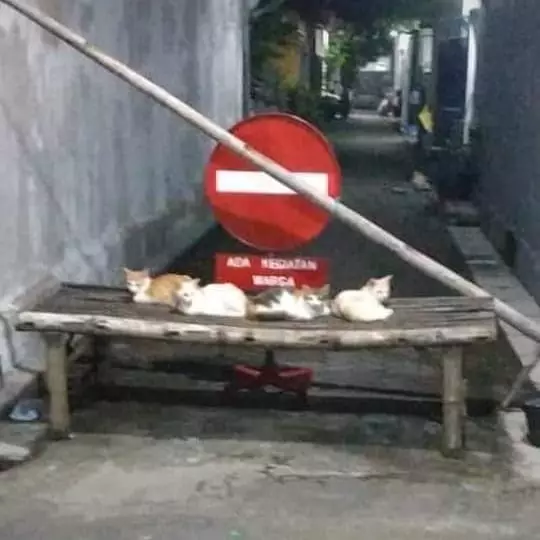 kucing dikasih kerjaan berat lucu abis © 2021 instagram.com kucing dikasih kerjaan berat lucu abis © 2021 instagram.com