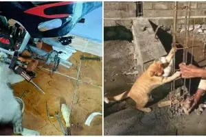 11 Momen lucu kucing dikasih pekerjaan berat, ekspresinya gemesin