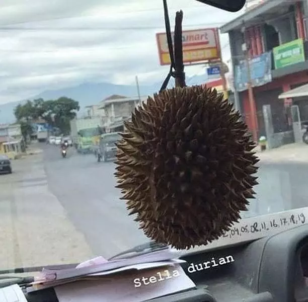 buah durian dimanfaatkan berbagai hal lucu © 2021 1cak.com buah durian dimanfaatkan berbagai hal lucu © 2021 1cak.com