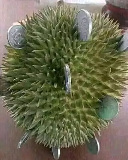 buah durian dimanfaatkan berbagai hal lucu © 2021 1cak.com buah durian dimanfaatkan berbagai hal lucu © 2021 1cak.com