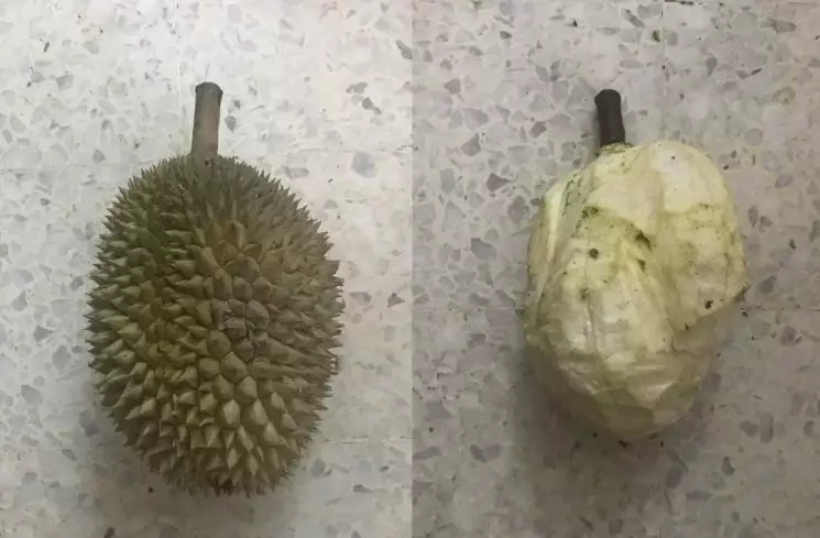 buah durian dimanfaatkan berbagai hal lucu © 2021 1cak.com buah durian dimanfaatkan berbagai hal lucu © 2021 1cak.com
