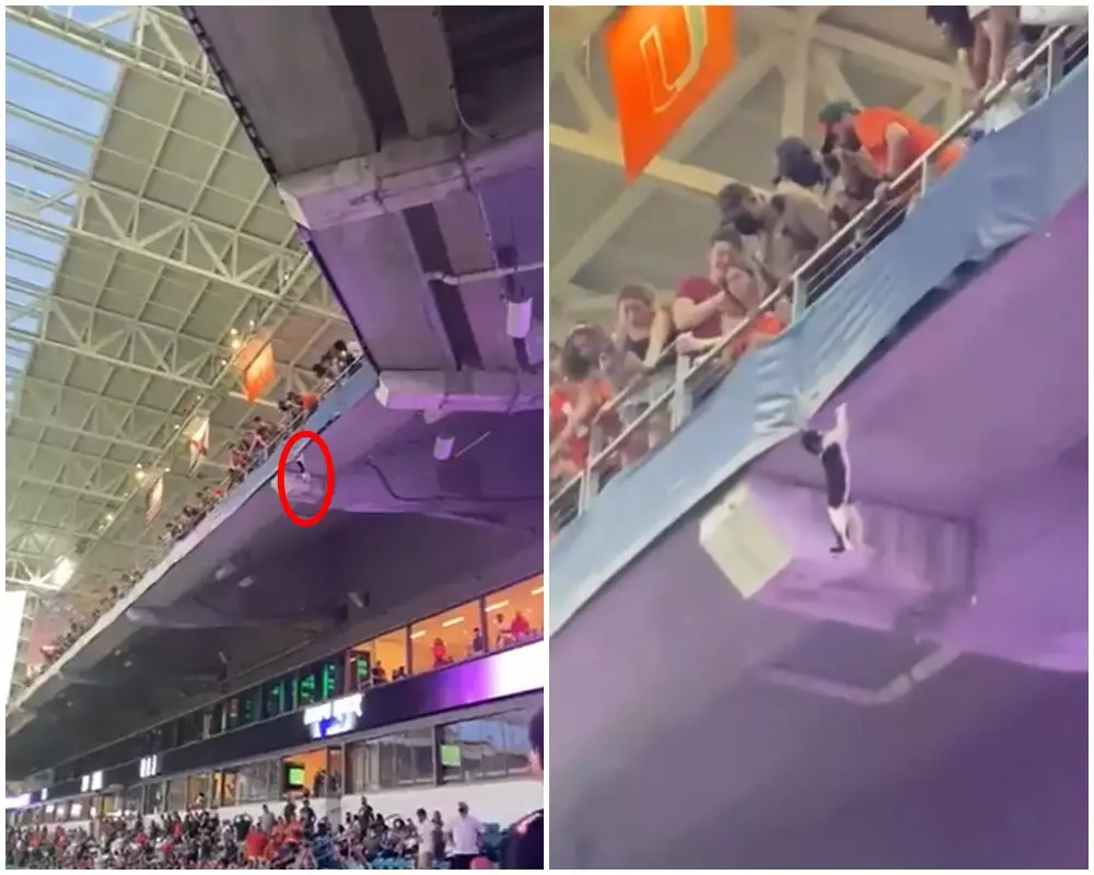 kucing terjun bebas © 2021 Twitter