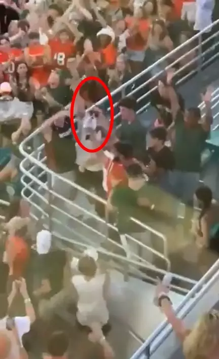 kucing terjun bebas © 2021 Twitter