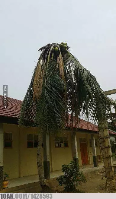 momen lucu terbalik-balik ngeselin banget deh © 2021 1cak.com