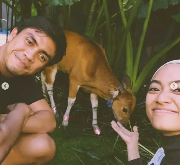 momen bahagia Ayudia dapat kado anak sapi © berbagai sumber momen bahagia Ayudia dapat kado anak sapi © berbagai sumber