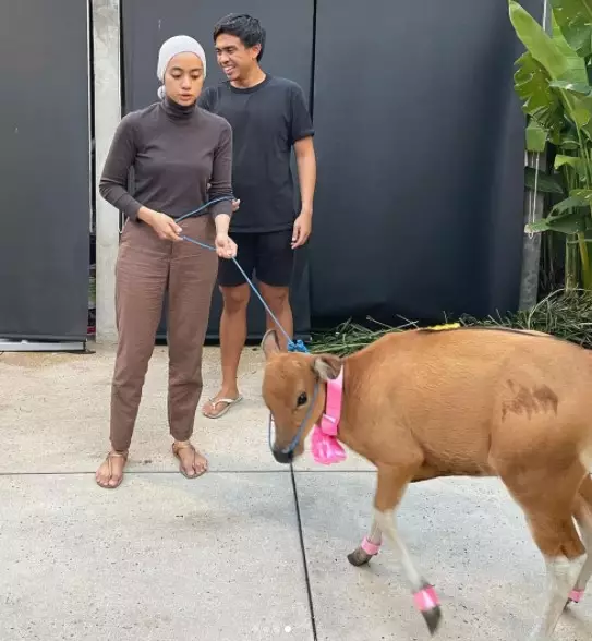 momen bahagia Ayudia dapat kado anak sapi © berbagai sumber momen bahagia Ayudia dapat kado anak sapi © berbagai sumber