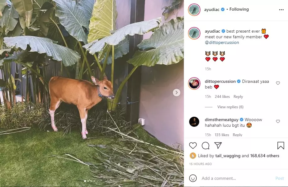 momen bahagia Ayudia dapat kado anak sapi © berbagai sumber momen bahagia Ayudia dapat kado anak sapi © berbagai sumber