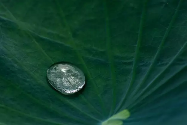 Kata-kata tentang embun pagi © 2021 brilio.net Kata-kata tentang embun pagi © 2021 brilio.net