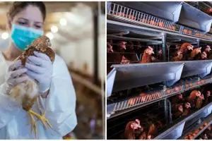 Kasus flu burung muncul kembali di China