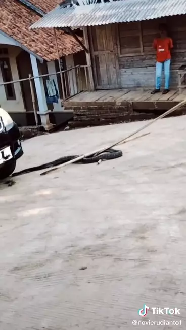 Viral kap mobil jadi sarang king cobra raksasa TikTok
