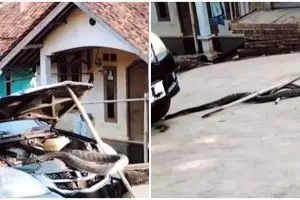 Kap mobil jadi sarang king kobra, proses penangkapan bikin deg-degan
