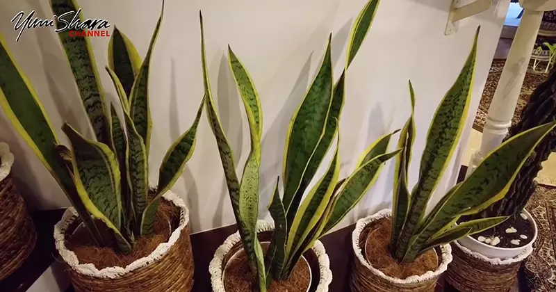 jenis tanaman Yuni Shara YouTube/YuniSharaChannel