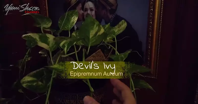 jenis tanaman Yuni Shara YouTube/YuniSharaChannel