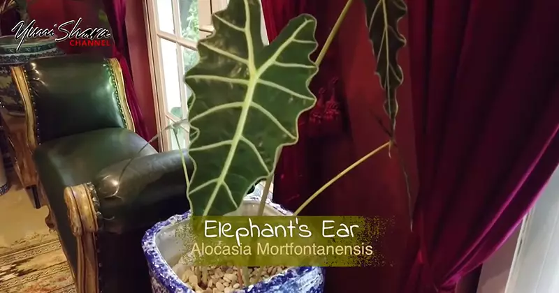 jenis tanaman Yuni Shara YouTube/YuniSharaChannel