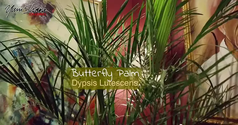 jenis tanaman Yuni Shara YouTube/YuniSharaChannel