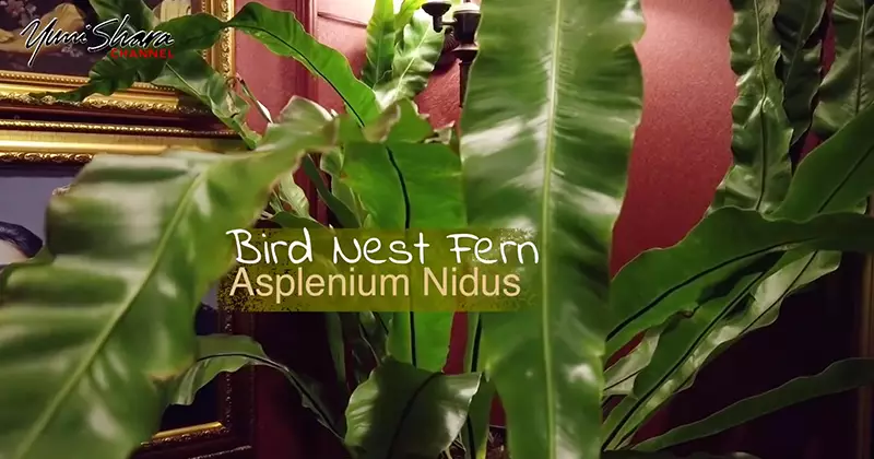 jenis tanaman Yuni Shara YouTube/YuniSharaChannel