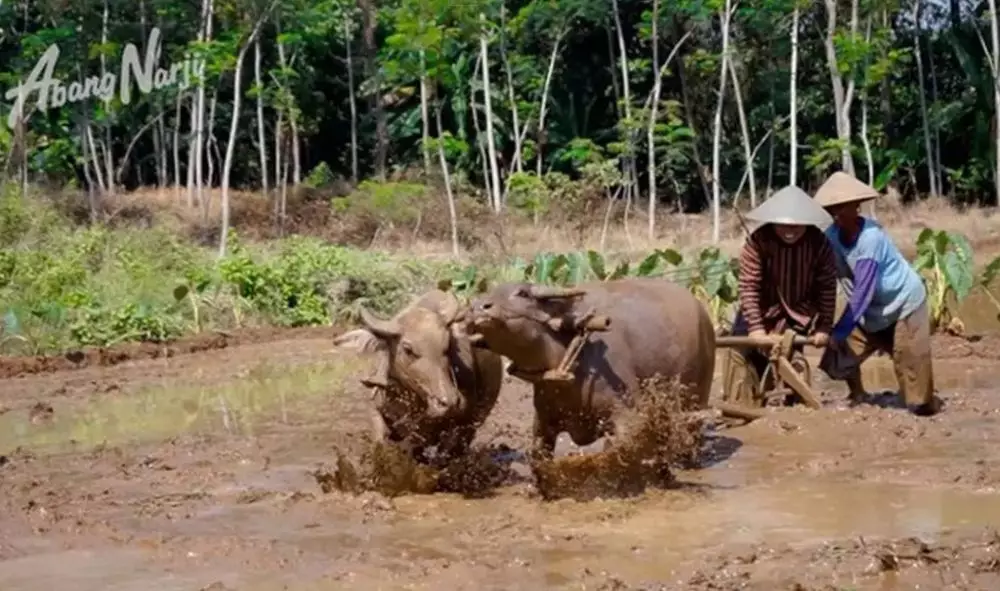 potret Narji saat di sawah YouTube/Abang Narji