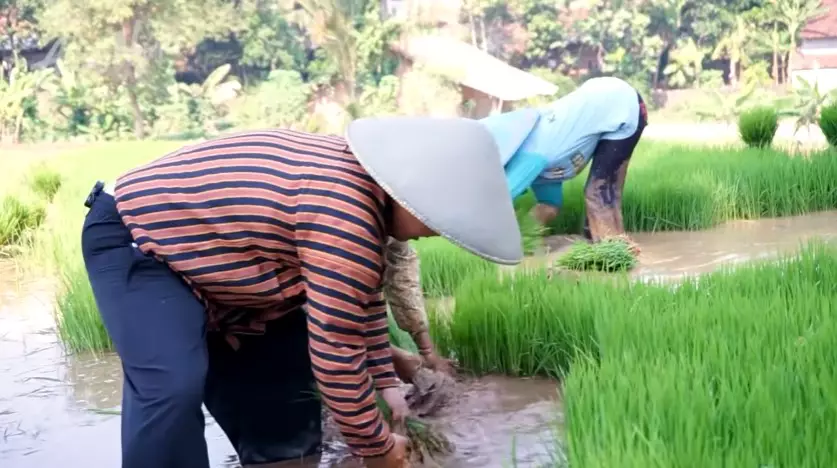 potret Narji saat di sawah YouTube/Abang Narji
