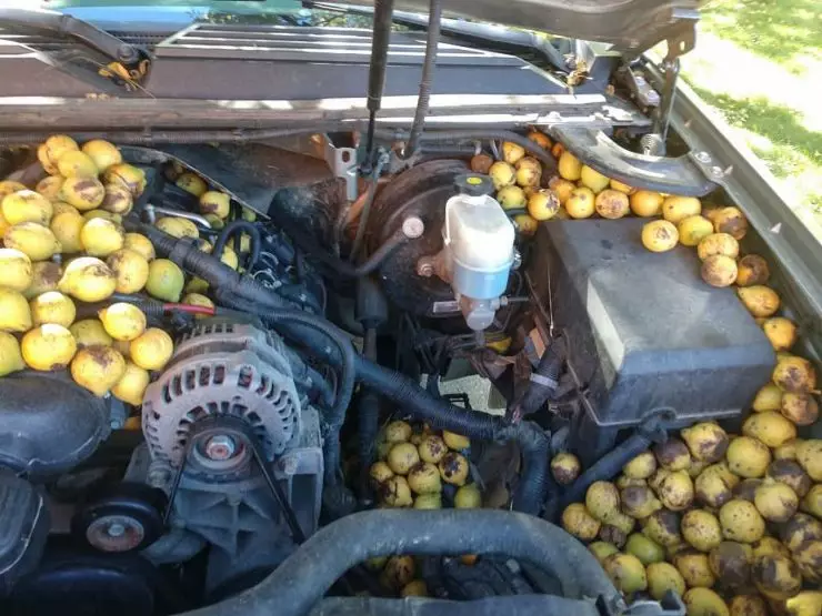 kap mobil penuh ribuan kenari © 2021 brilio.net