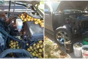 Ulah tupai, pria ini kaget kap mesin mobilnya dipenuhi ribuan kenari