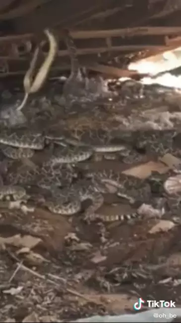 pria ini menemukan sarang ular TikTok