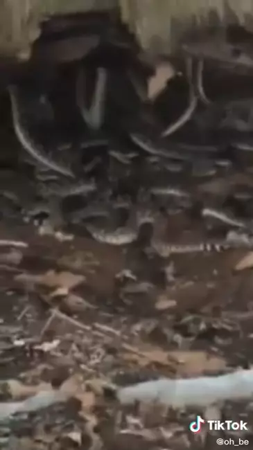 pria ini menemukan sarang ular TikTok