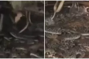 Bongkar gudang belakang rumah, pria ini menemukan sarang ular