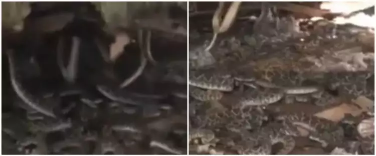 Bongkar gudang belakang rumah, pria ini menemukan sarang ular