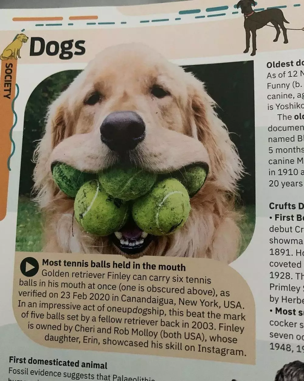 Anjing golden retriever raih penghargaan dunia © Instagram Anjing golden retriever raih penghargaan dunia © Instagram