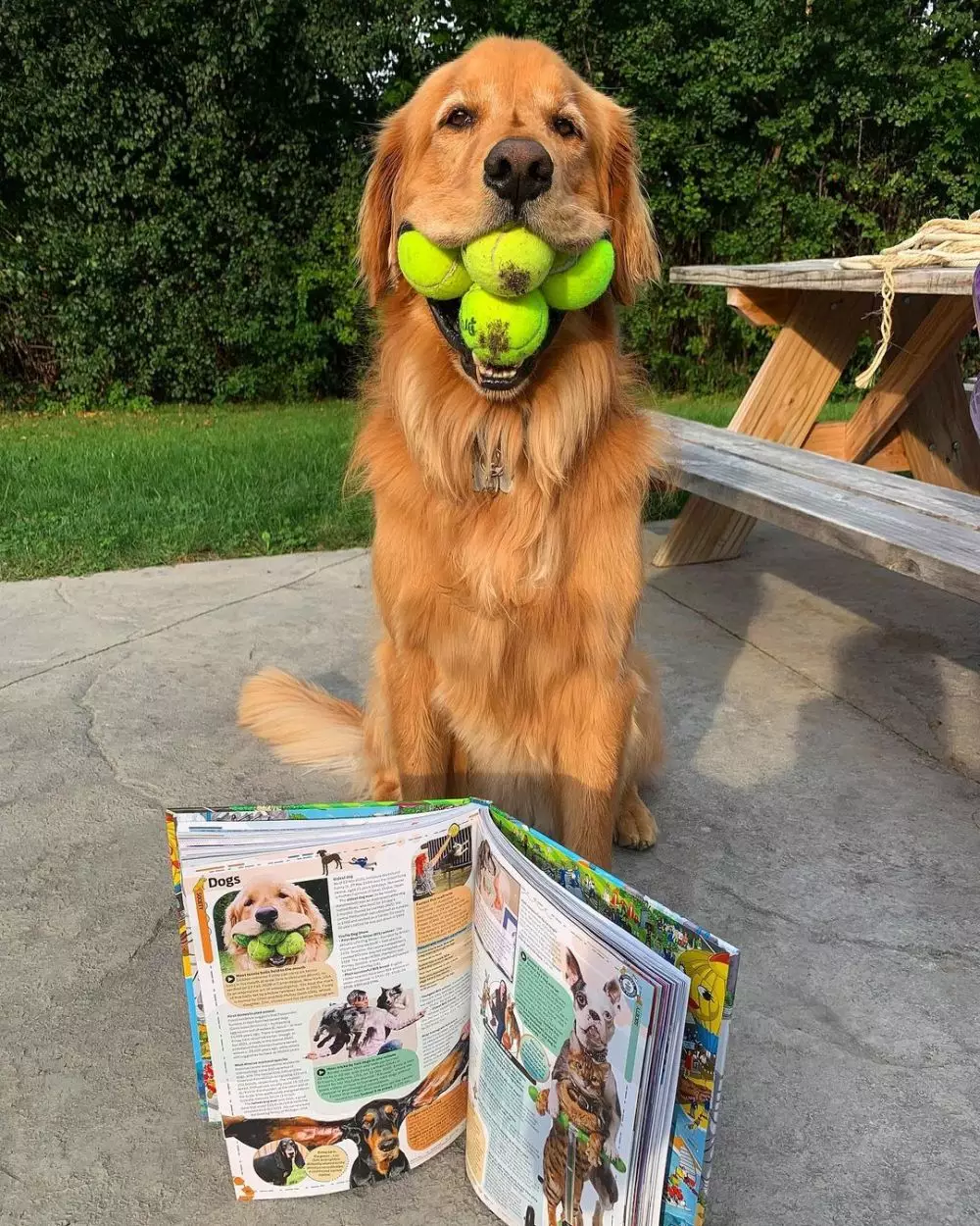 Anjing golden retriever raih penghargaan dunia © Instagram Anjing golden retriever raih penghargaan dunia © Instagram