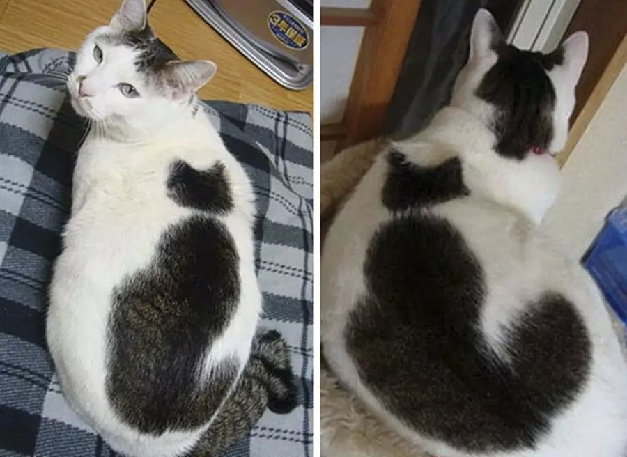 kucing corak bulu unik © 2021 Berbagai Sumber kucing corak bulu unik © 2021 Berbagai Sumber