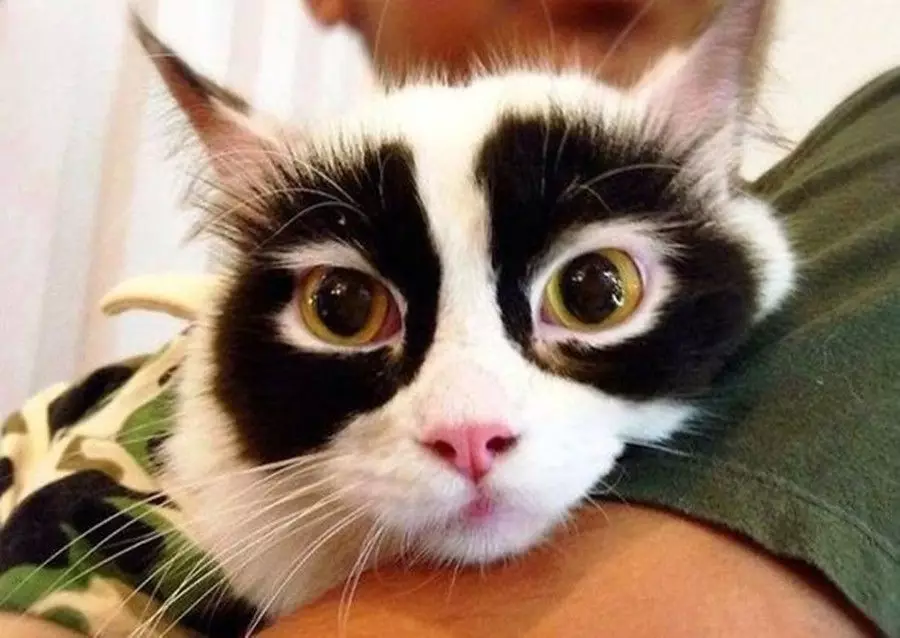 kucing corak bulu unik © 2021 Berbagai Sumber kucing corak bulu unik © 2021 Berbagai Sumber