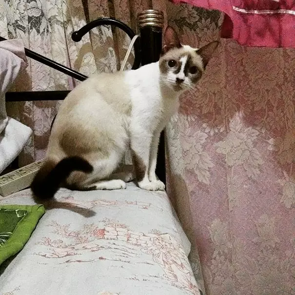kucing corak bulu unik © 2021 Berbagai Sumber kucing corak bulu unik © 2021 Berbagai Sumber