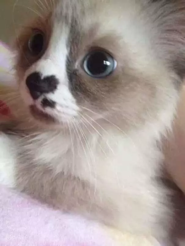kucing corak bulu unik © 2021 Berbagai Sumber kucing corak bulu unik © 2021 Berbagai Sumber
