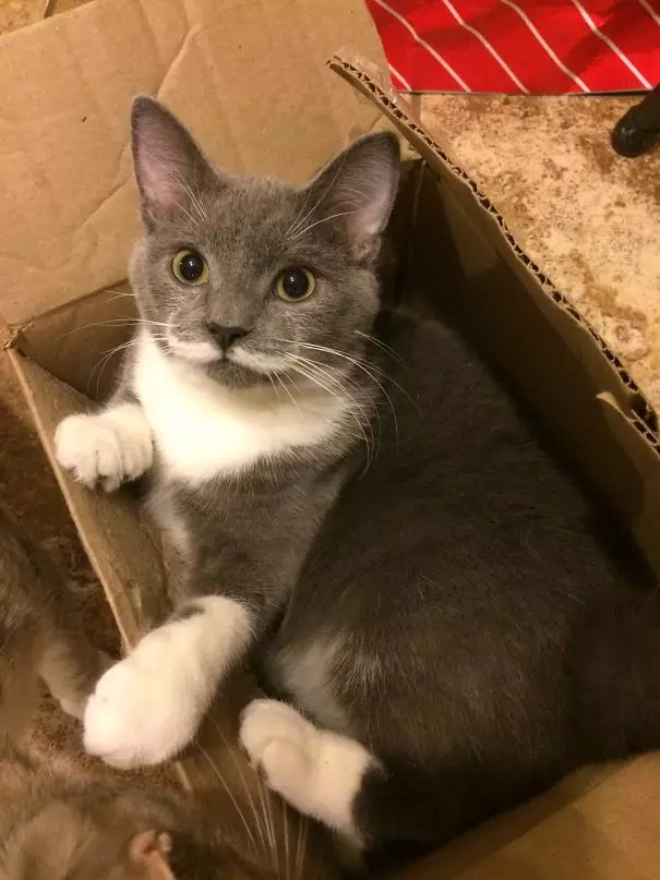 kucing corak bulu unik © 2021 Berbagai Sumber kucing corak bulu unik © 2021 Berbagai Sumber