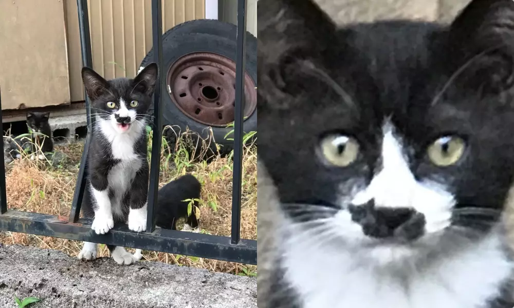 kucing corak bulu unik © 2021 Berbagai Sumber kucing corak bulu unik © 2021 Berbagai Sumber