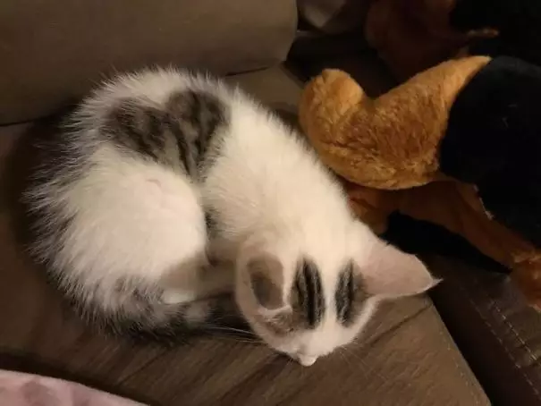 kucing corak bulu unik © 2021 Berbagai Sumber kucing corak bulu unik © 2021 Berbagai Sumber